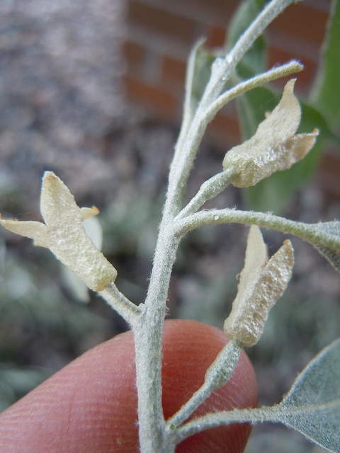 Elaeagnus montana