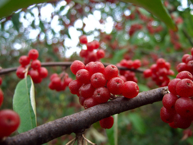 Oléastre à ombelles (Elaeagnus umbellata)