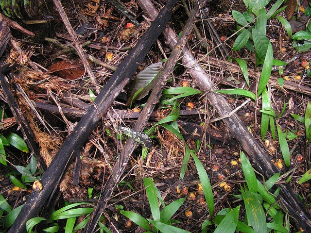 Palmier à huile (Elaeis guineensis)