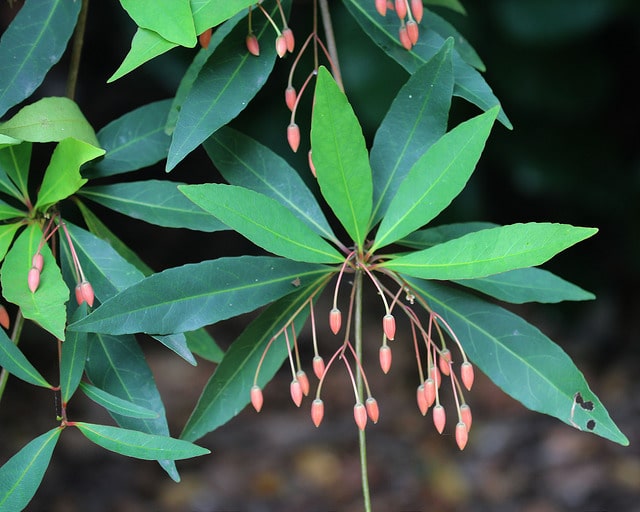 Elaeocarpus grandiflorus