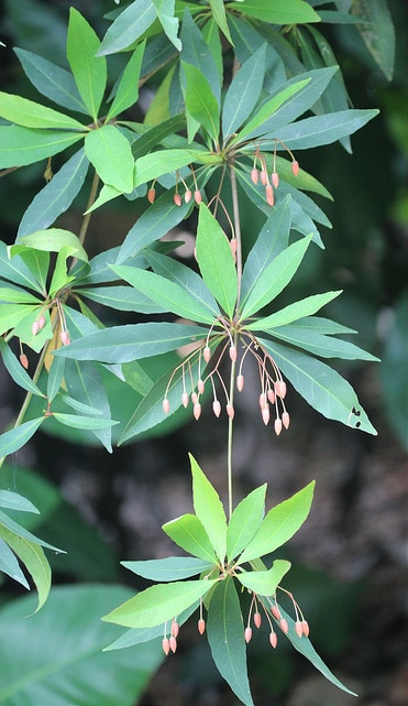 Elaeocarpus grandiflorus