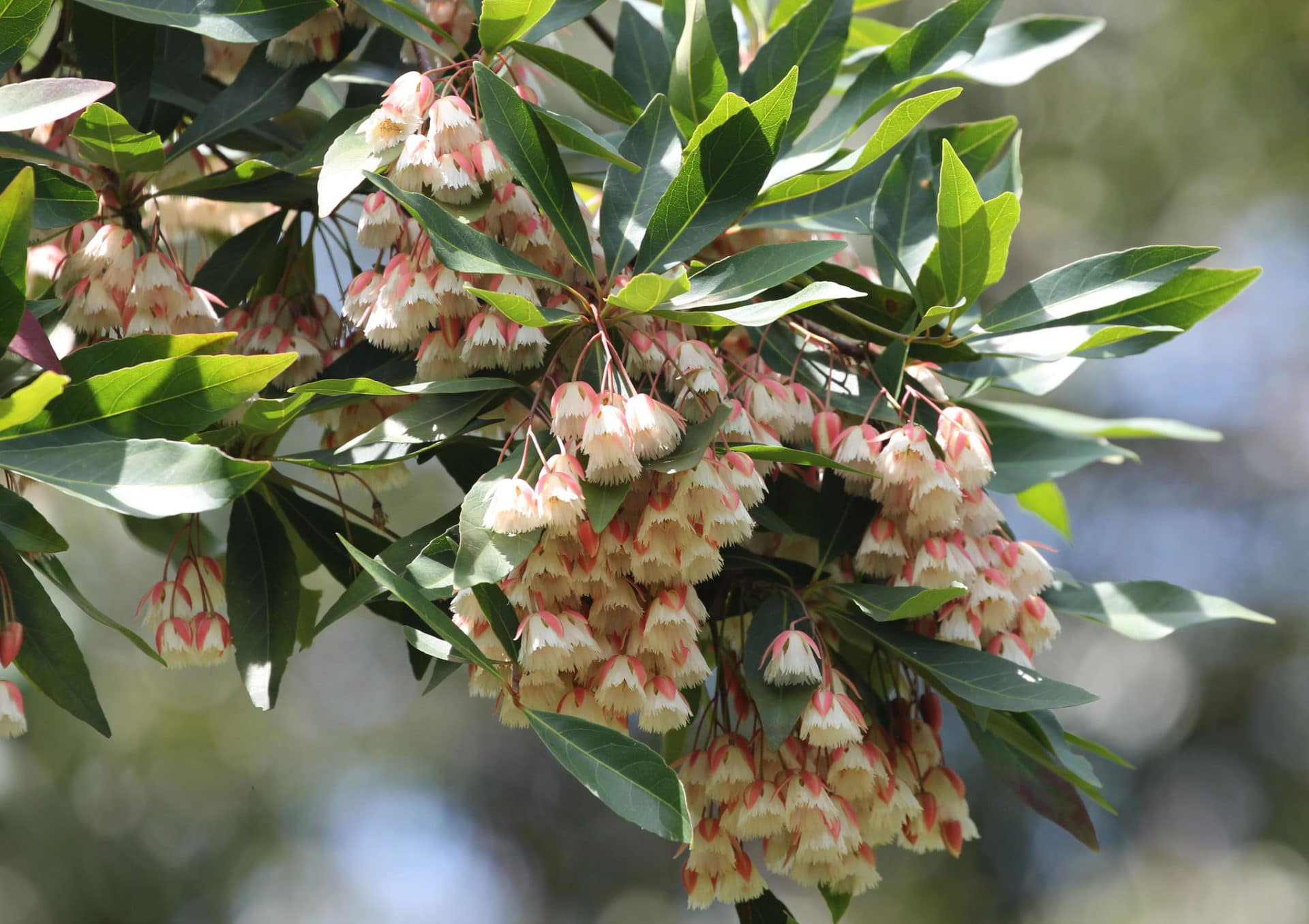 Elaeocarpus grandiflorus