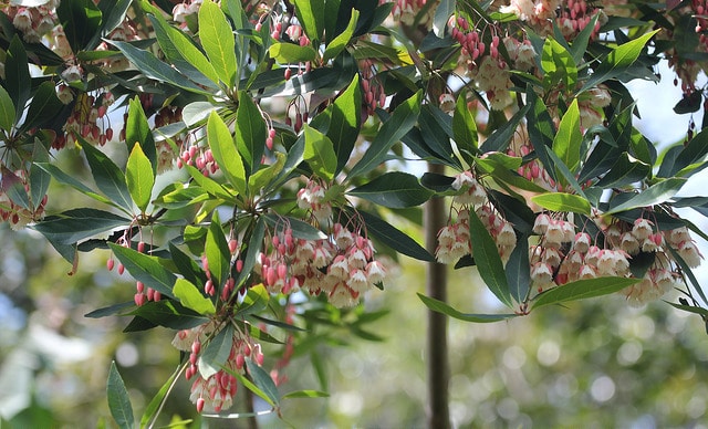Elaeocarpus grandiflorus