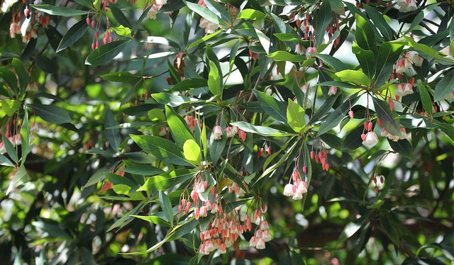 Elaeocarpus grandiflorus