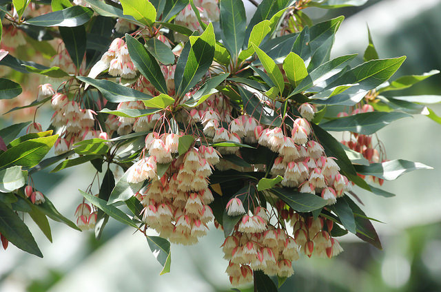 Elaeocarpus grandiflorus (Elaeocarpus grandiflorus)