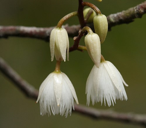 Elaeocarpus reticulatus