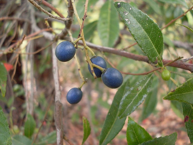 Elaeocarpus reticulatus