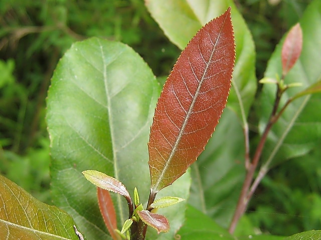 Elaeocarpus reticulatus