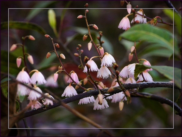 Elaeocarpus reticulatus