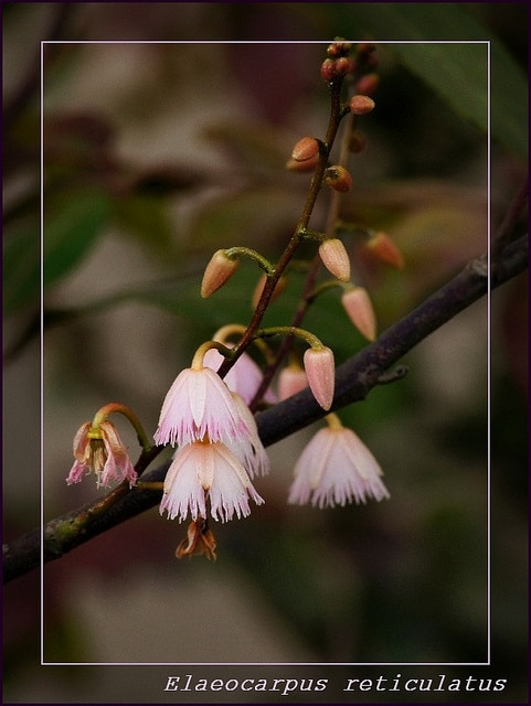Elaeocarpus reticulatus
