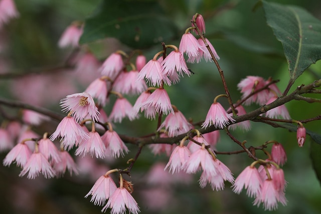 Elaeocarpus reticulatus