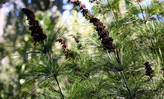 Prêle restio (Elegia capensis)