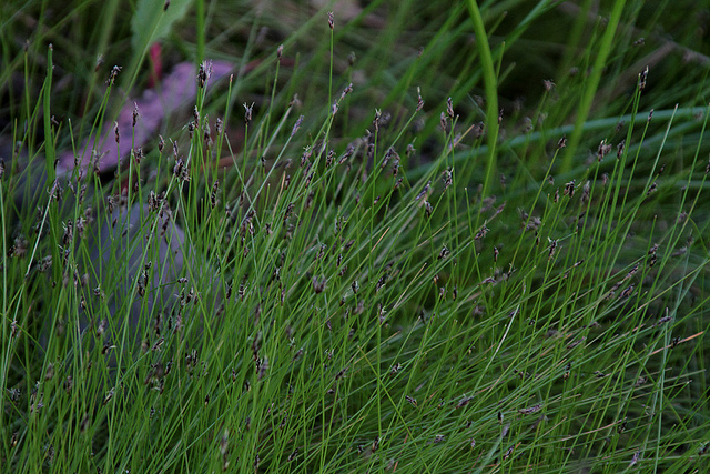 Scirpe épingle (Eleocharis acicularis)