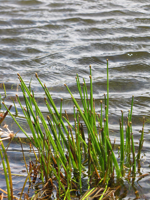 Eleocharis obtusa