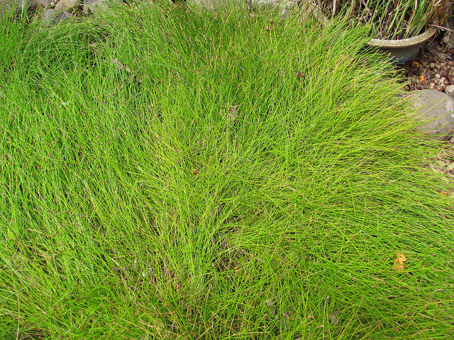 Eleocharis obtusa