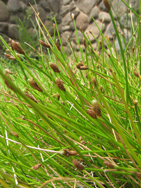Eleocharis obtusa