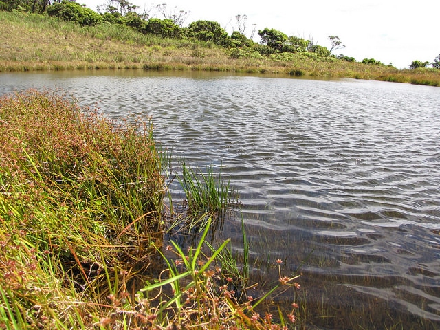 Eleocharis obtusa