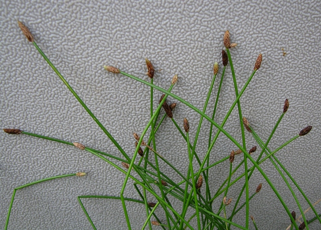 Eleocharis obtusa