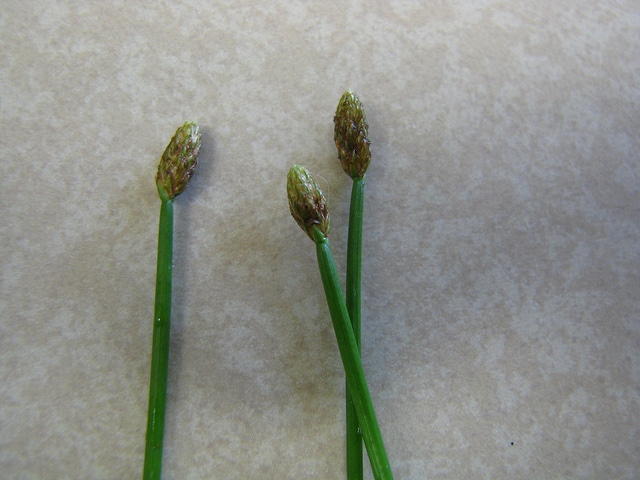Eleocharis obtusa