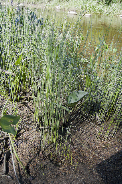 Héléocharis des marais