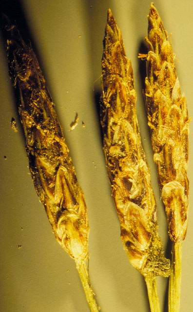 Héléocharis des marais