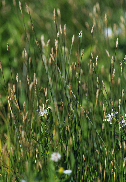Héléocharis des marais
