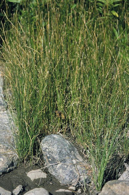Héléocharis des marais