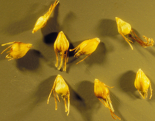 Héléocharis des marais (Eleocharis palustris)