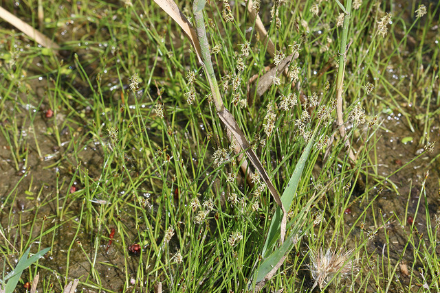 Petit héléocharis