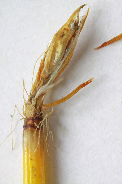 Scirpe pauciflore