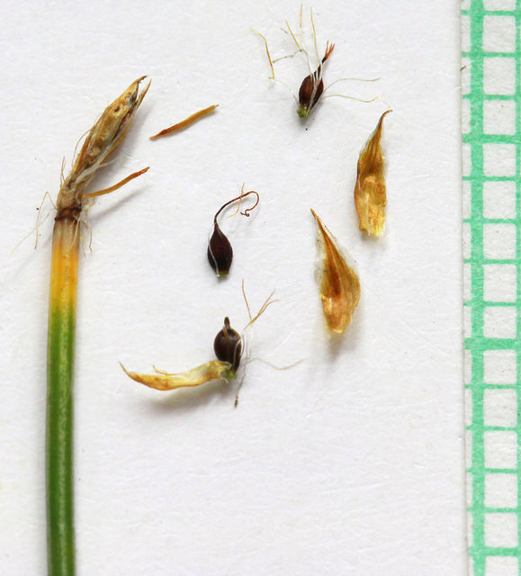 Scirpe pauciflore