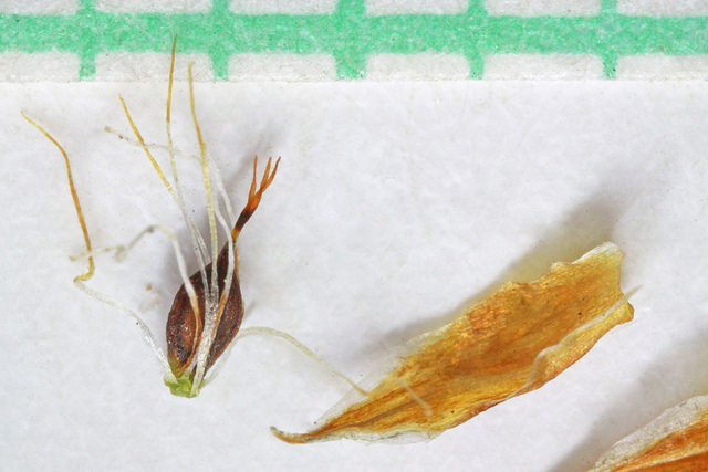 Scirpe pauciflore