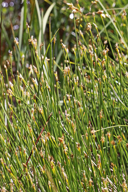 Scirpe pauciflore