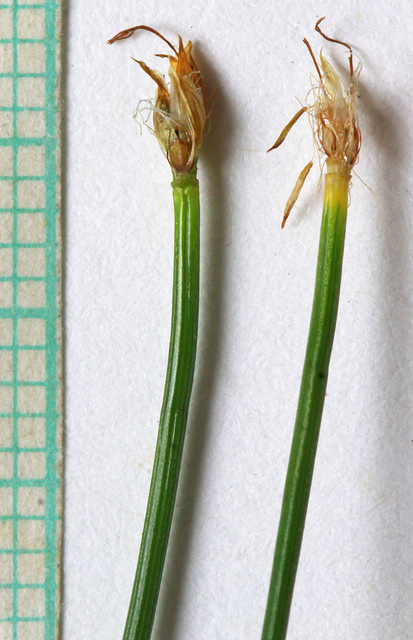 Scirpe pauciflore