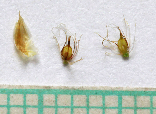 Scirpe pauciflore (Eleocharis quinqueflora)