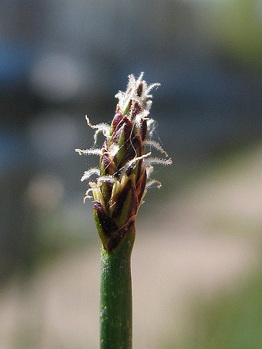 Scirpe à une écaille (Eleocharis uniglumis)