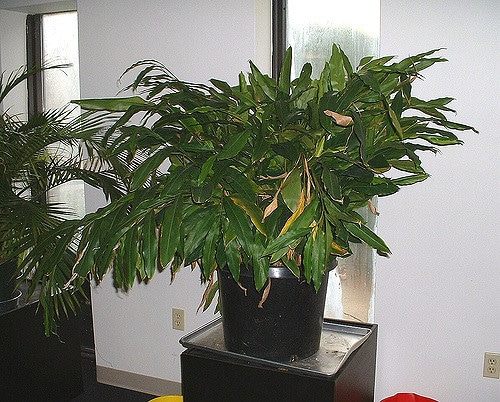 Elettaria (Elettaria)