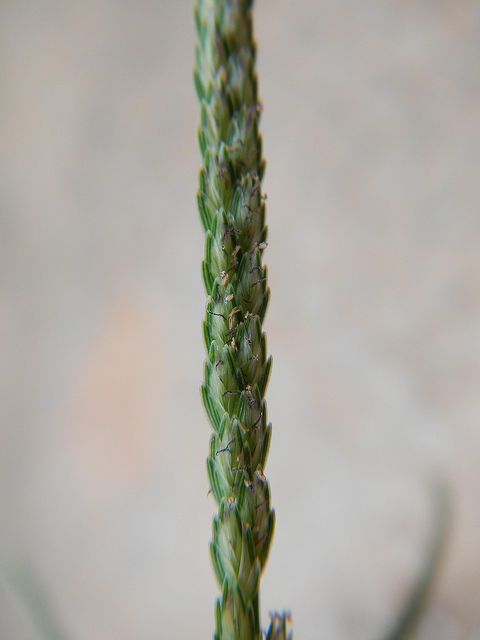 Eleusine indica