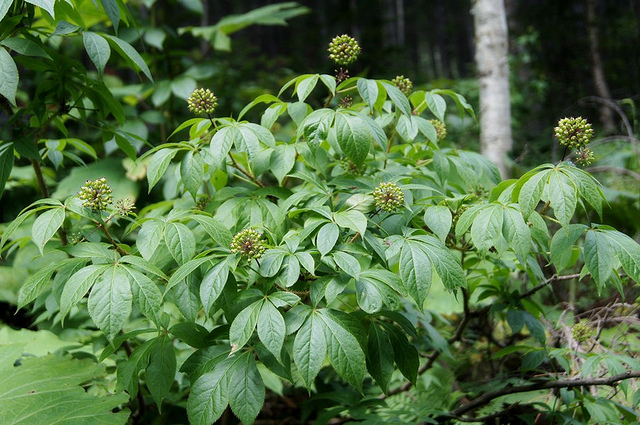 Ginseng de sibérie (Eleutherococcus senticosus)