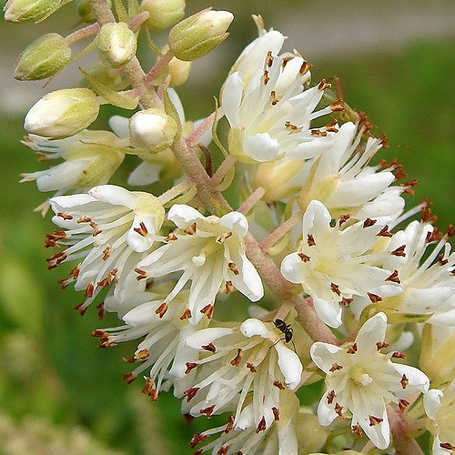 Elliottia racemosa