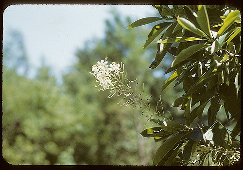 Elliottia racemosa