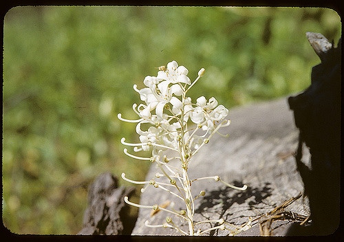 Elliottia racemosa