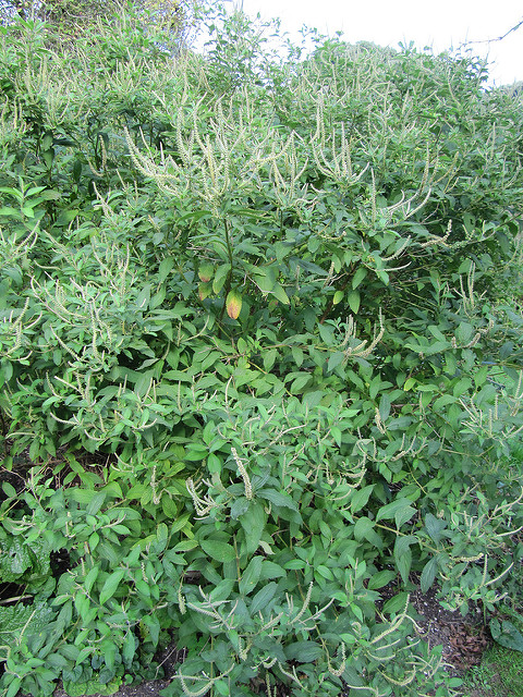 Menthe en arbre