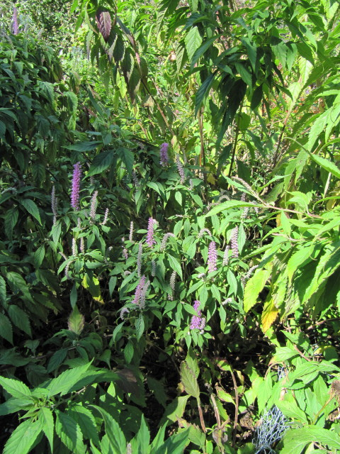 Menthe en arbre