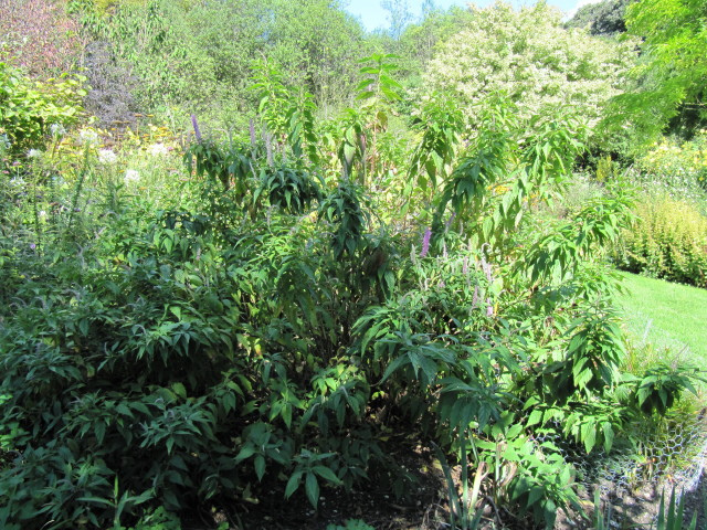 Menthe en arbre