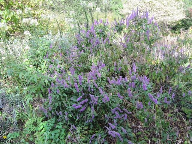 Menthe en arbre