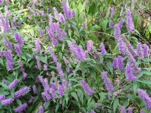Menthe en arbre (Elsholtzia stauntonii)