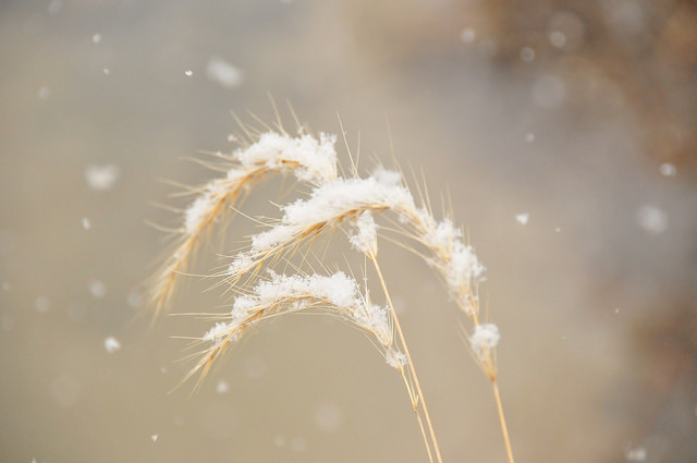 Élyme du canada (Elymus canadensis)