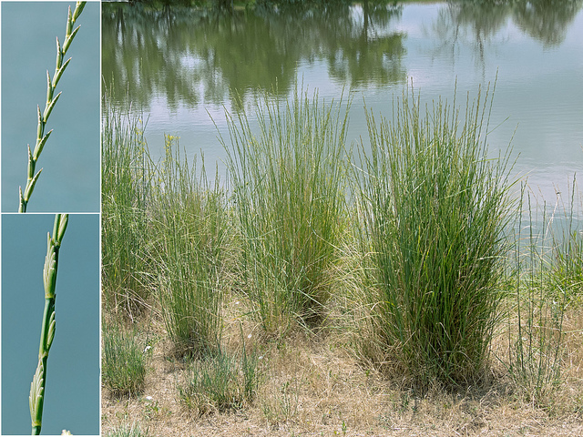 Chiendent allongé (Elymus elongatus)