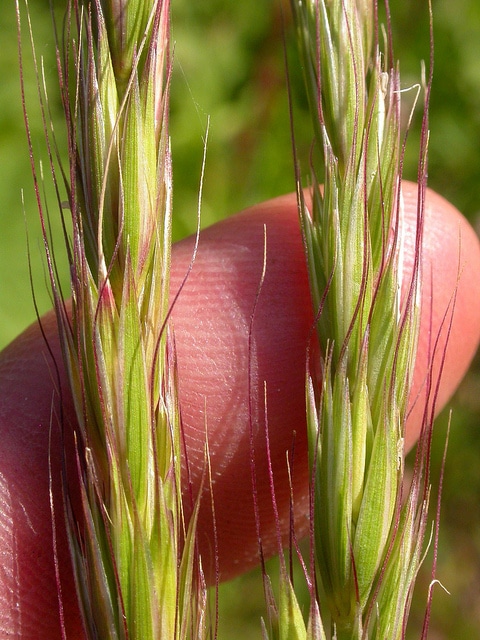 Elymus glaucus